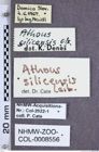 Etiketten zu Athous silicensis (NHMW-ZOO-COL-0008556)